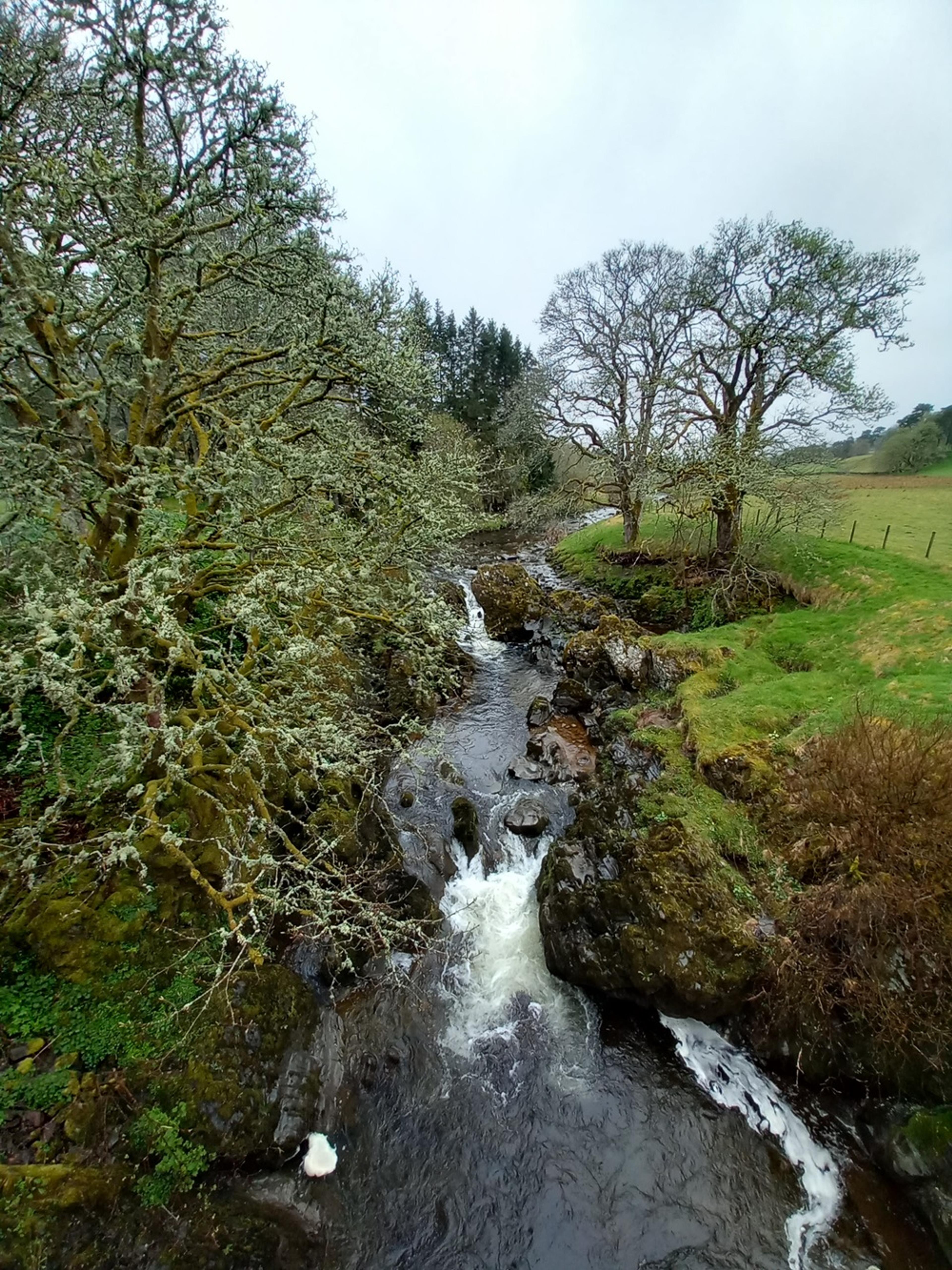 River flowing with white water between trees and fields