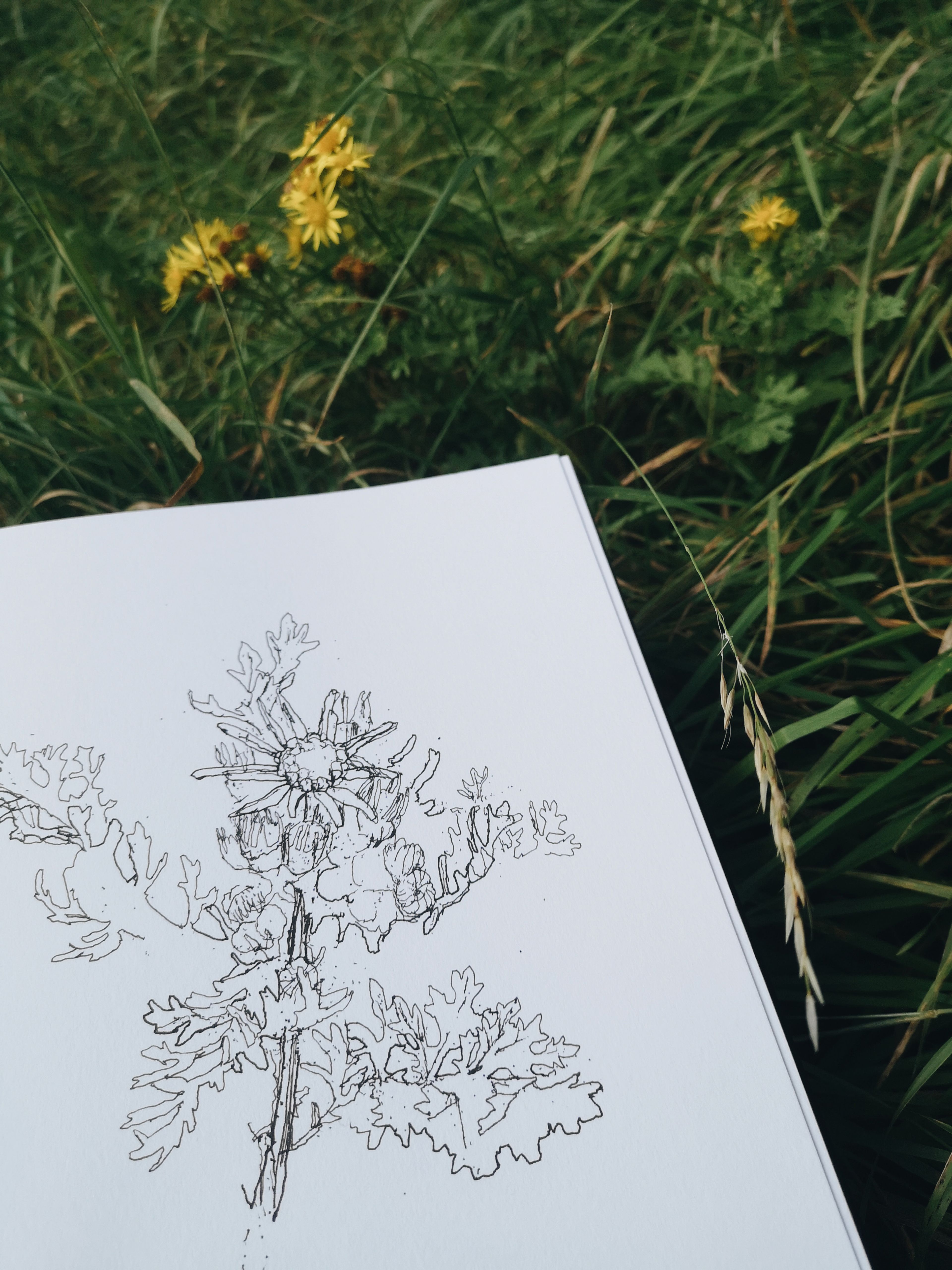 Anna Chapman Parker, drawing ragwort. Photo credit: Anna Chapman Parker