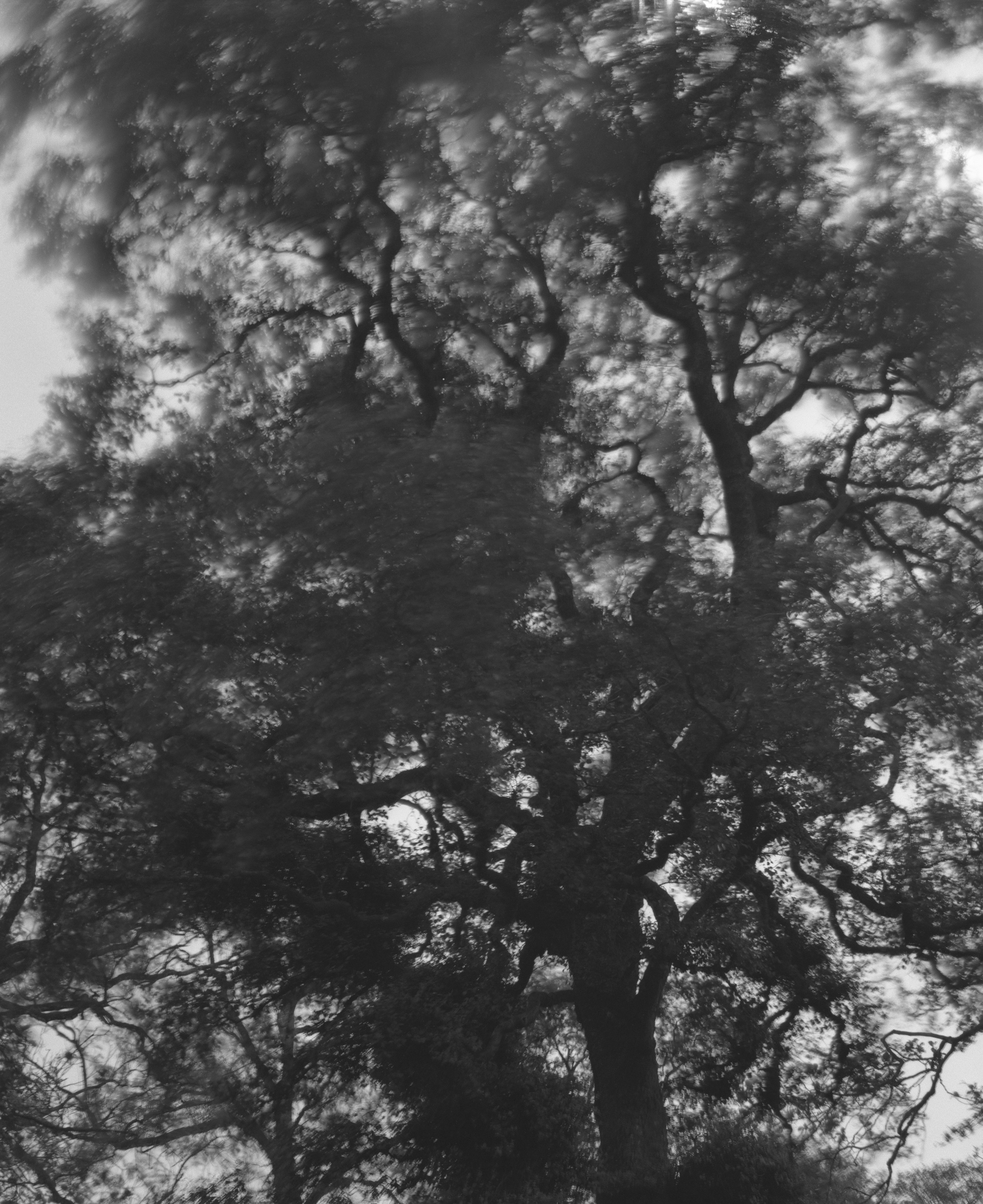Sam Laughlin Gathering Light | Connecting Threads