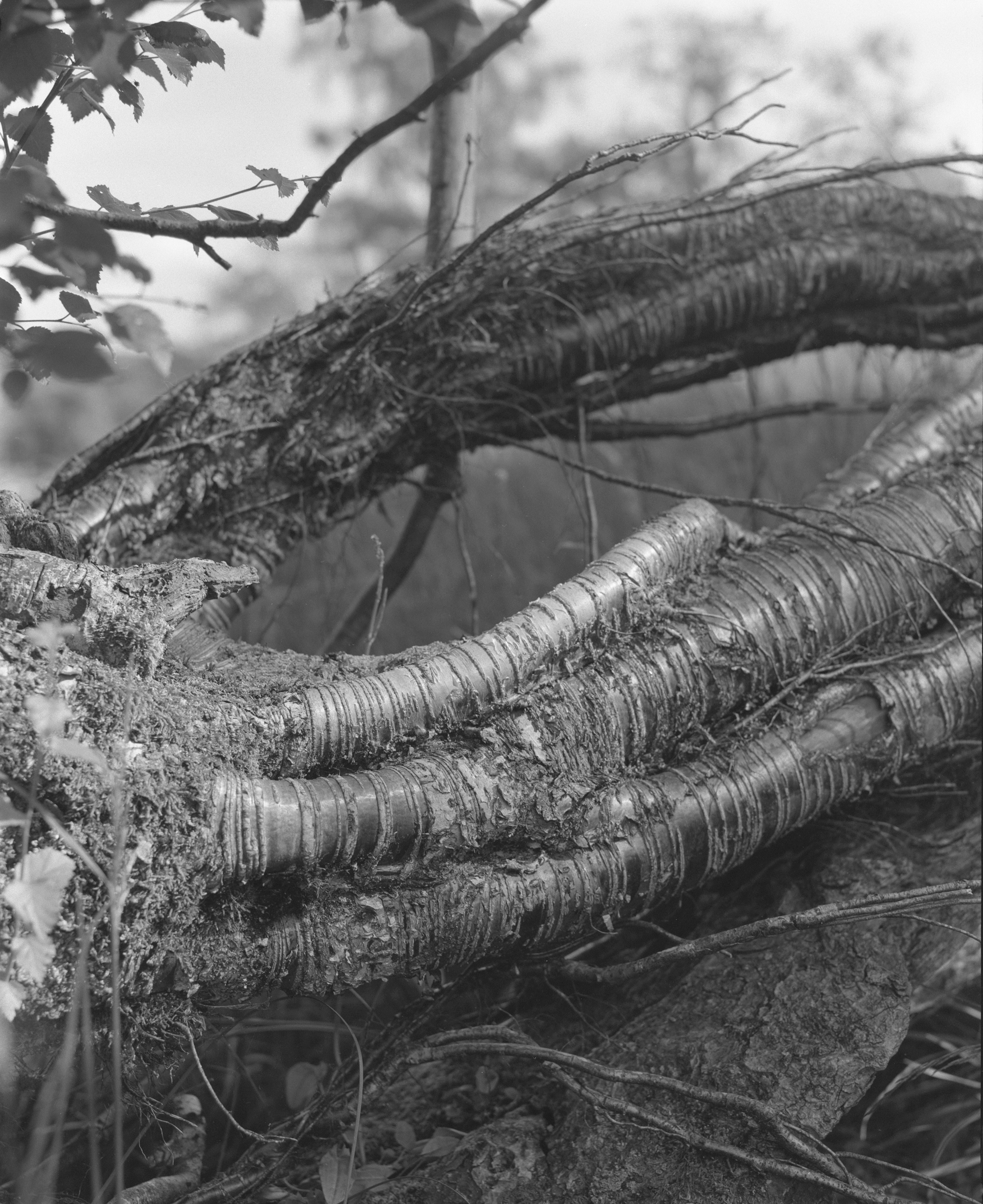 Sam Laughlin, Borders Forest Trust Greenshed 2024