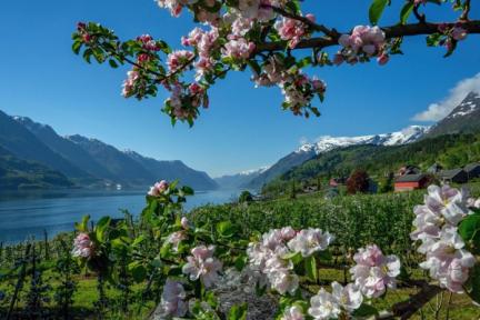 På bildet ser man grener fra et epletre i full blomst. I bakgrunnen skimtes en fjelldal.