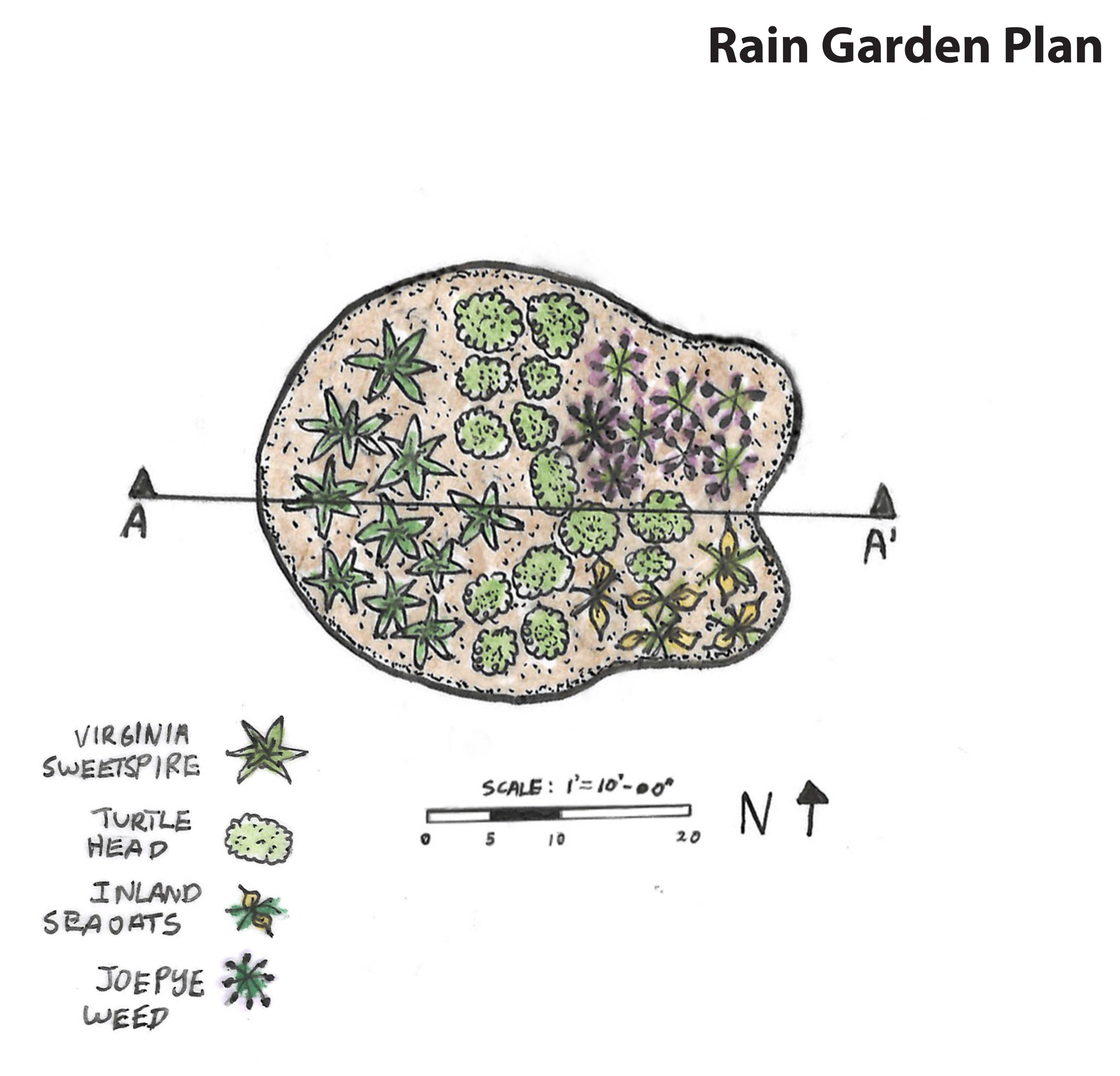 Native species rain garden plan with Virginia Sweetspire, Turtle Head, Inland Sea Oats, and Joe Pye Weed