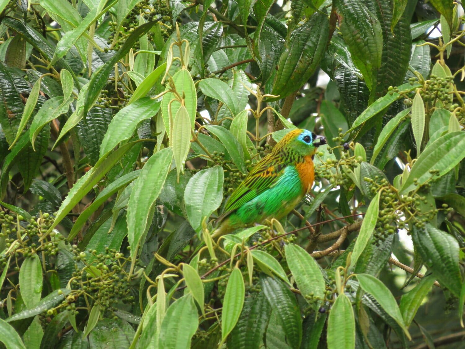 Por que as aves importam? Funções ecológicas das aves e seus serviços ecossistêmicos