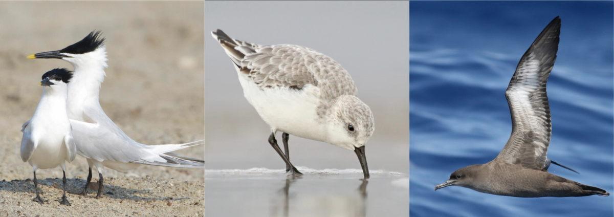 aves marinhas migratórias acometidas pela gripe aviária (Thalasseus sandvicensis, Calidris alba e Ardenna grisea)