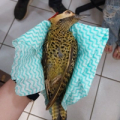 Ícone do link Como armazenar e destinar carcaças de aves