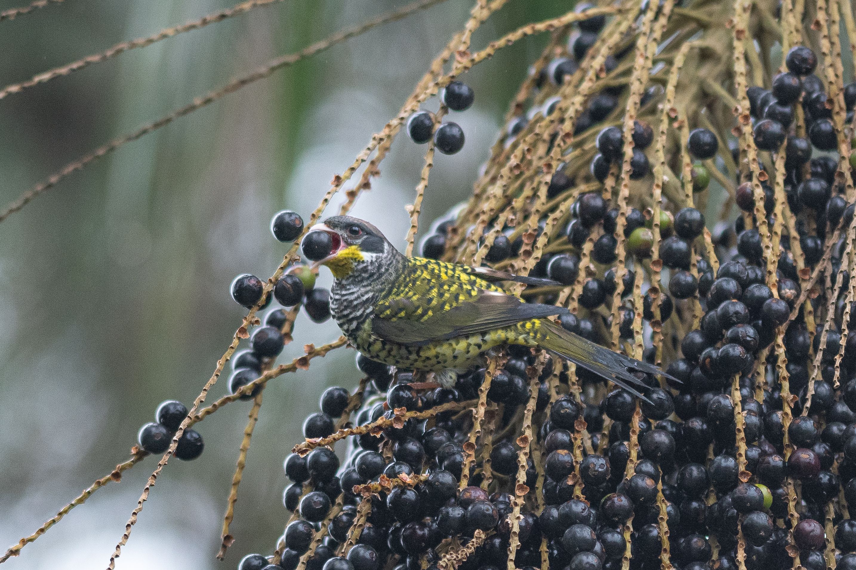 Por que um Festival de Aves e Natureza em Resende?