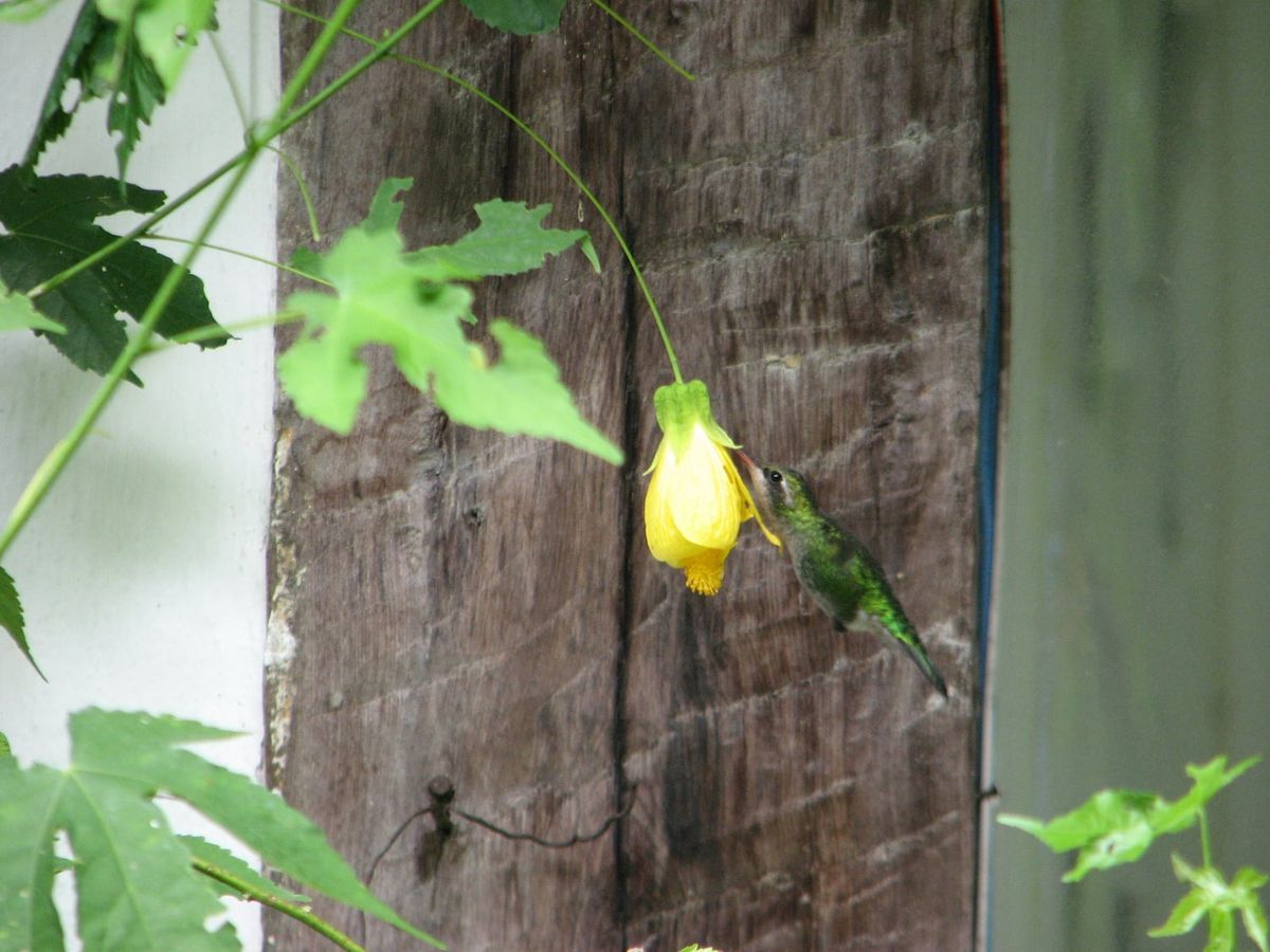 Besourinho-de-bico-vermelho (Chlorostilbon lucidus) alimentando-se do néctar de uma flor pela parte externa, sem realizar a polinização.
