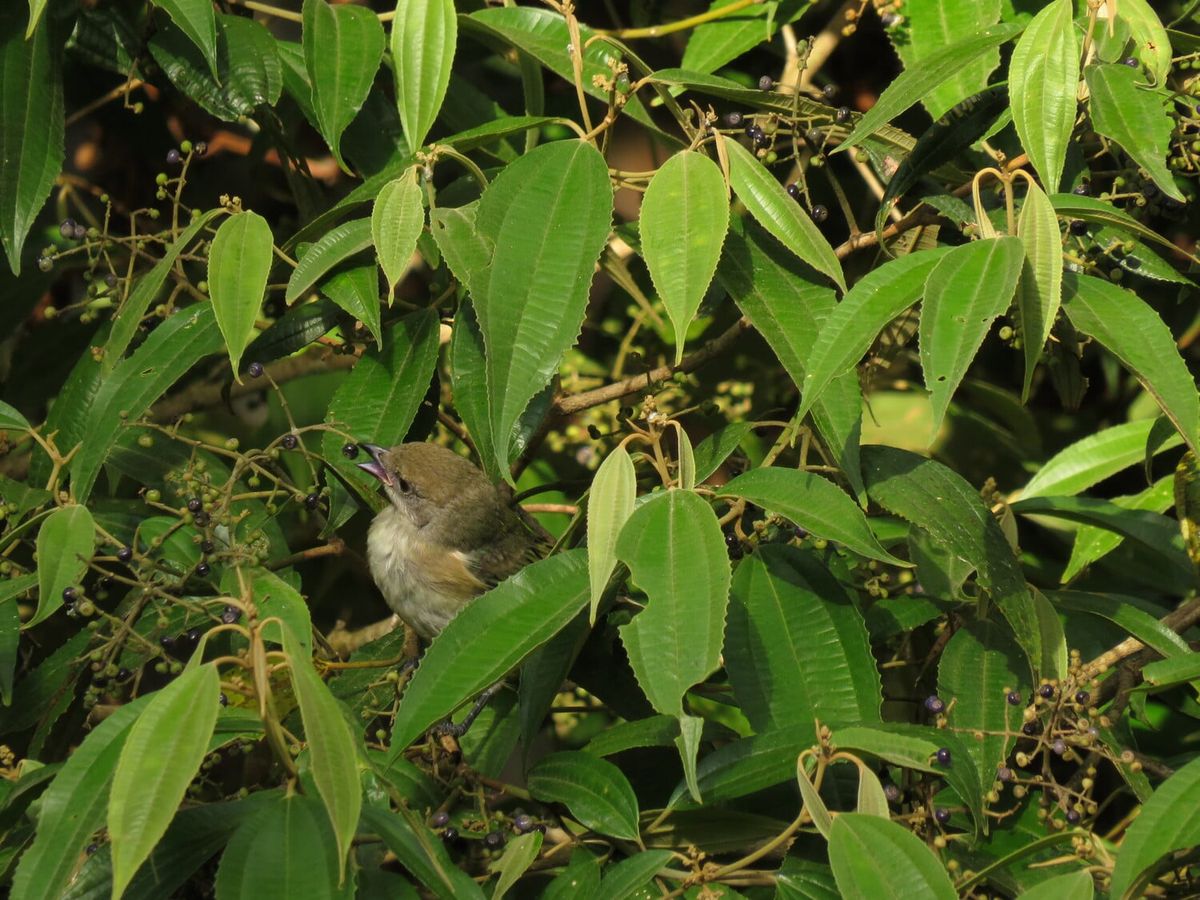 Saíra-amarela (Stilpnia cayana) se alimentando de frutos de um arbusto de Melastomataceae.