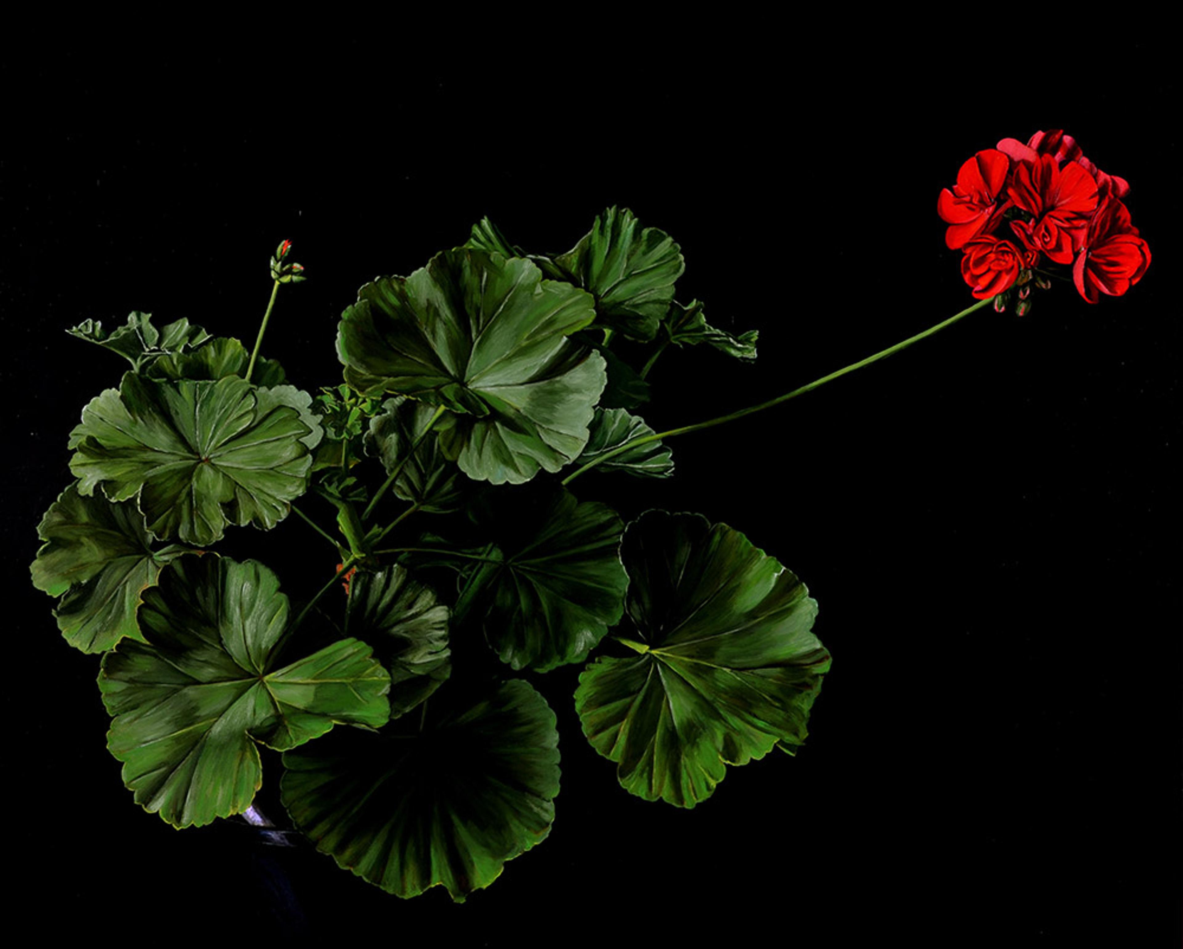 Photo of Still Life with Geranium
