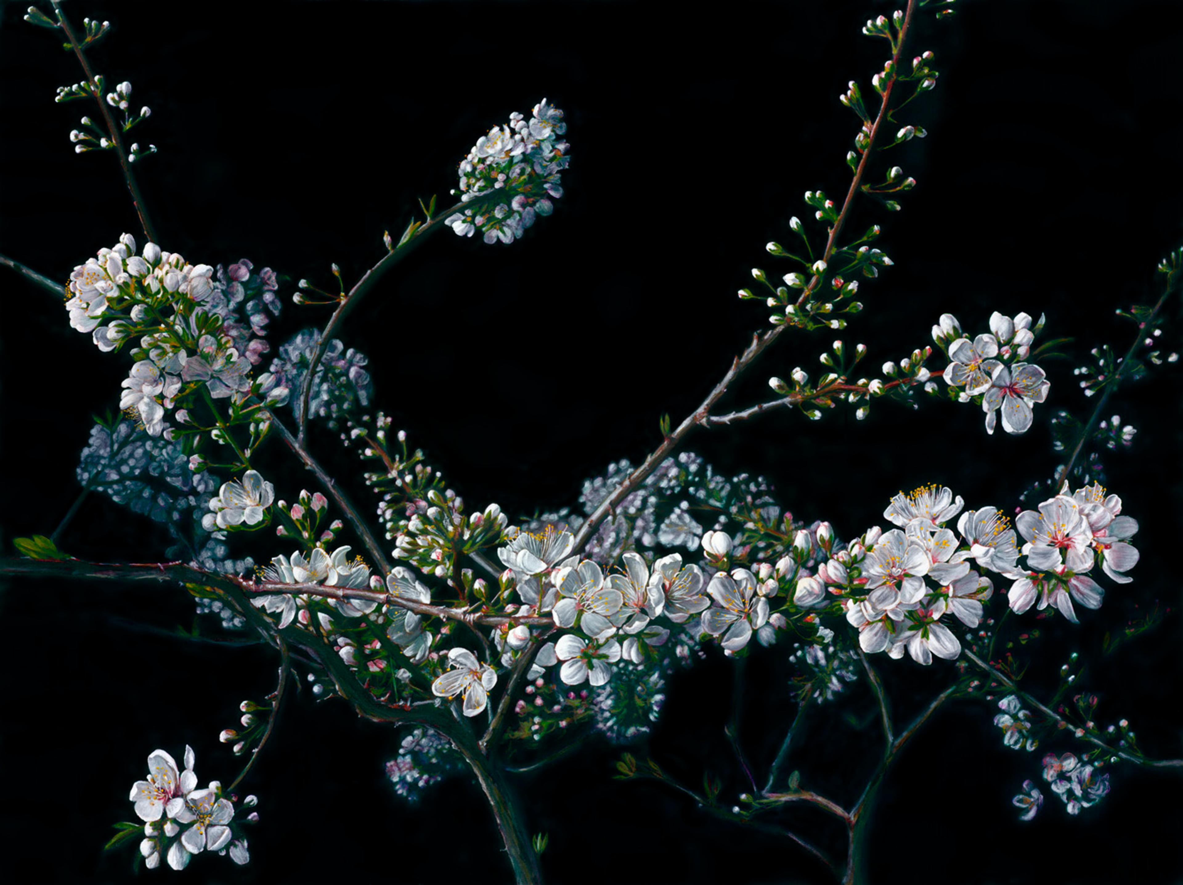 Photo of Still Life with Blossom