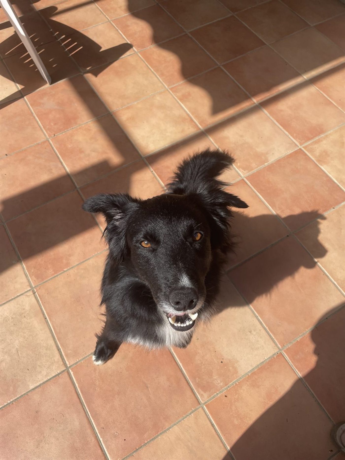 Tommy, Border Collie noir et blanc, assis et souriant