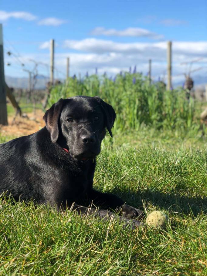 Black Labrador with tennis ball in vineyard
