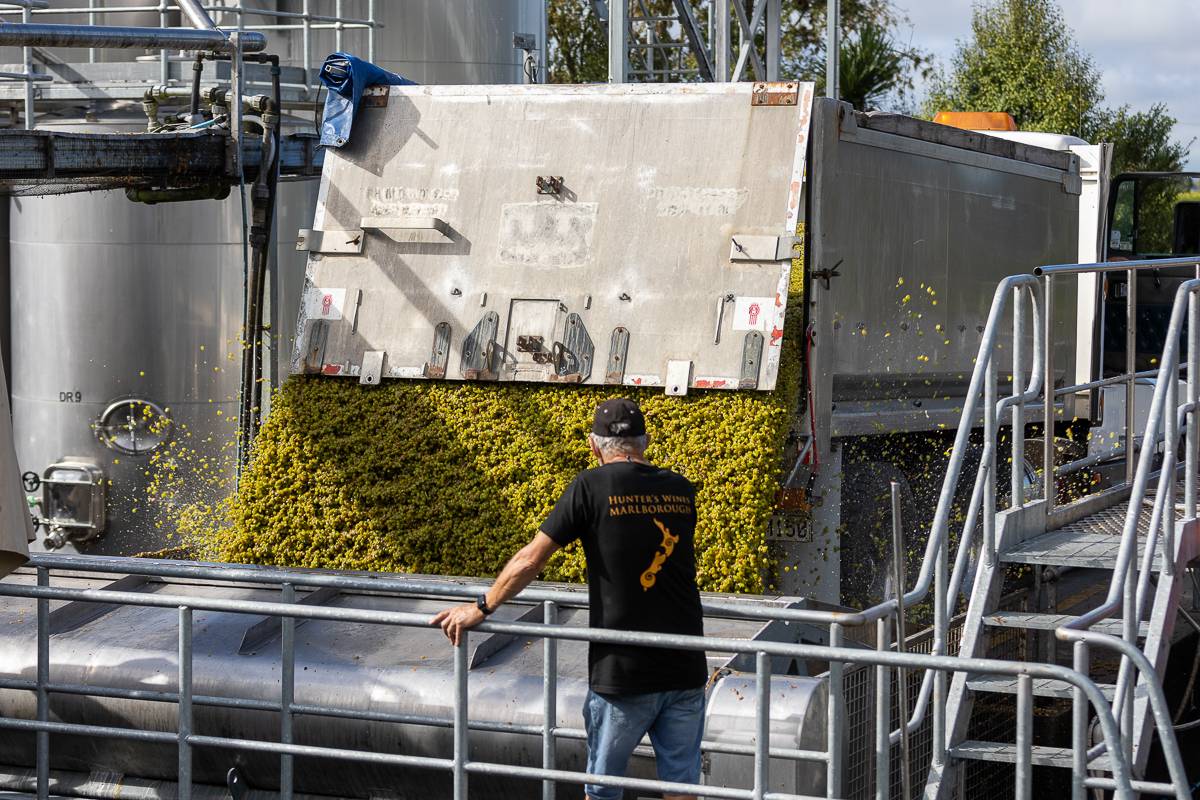 Grapes being loaded into the crusher
