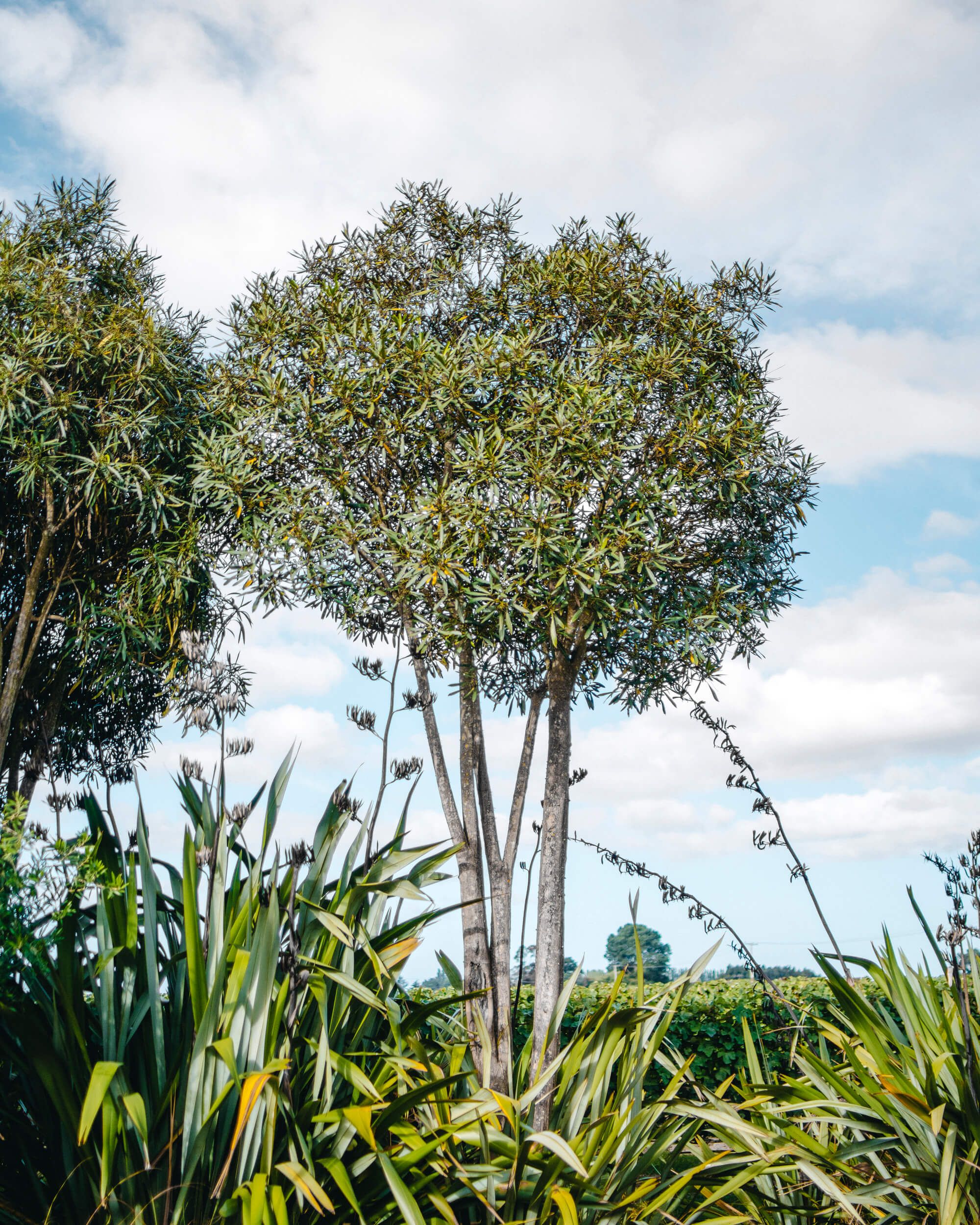Tall lancewood tree in the vineyards