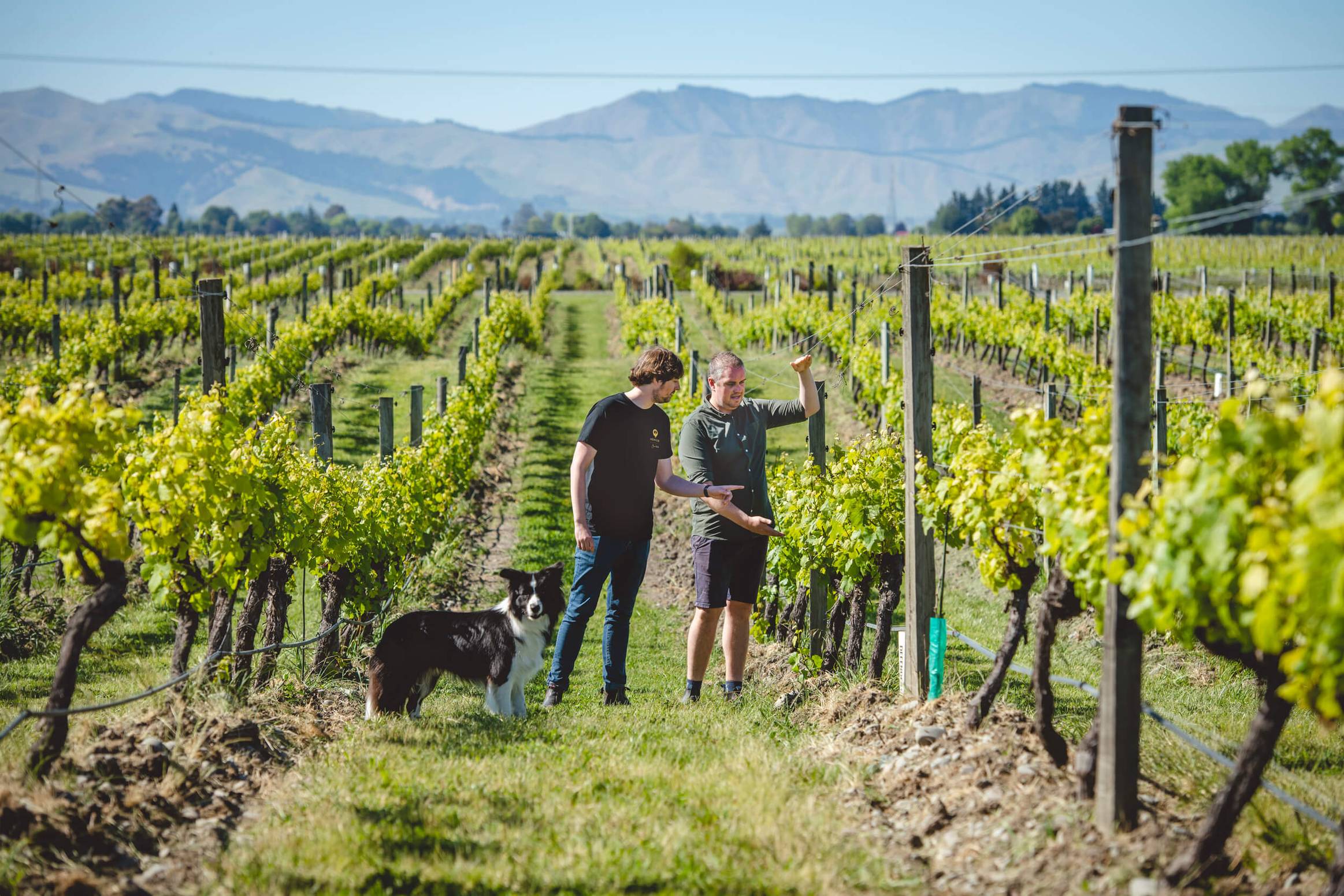 James and Edward Macdonald with Billy the dog, in the vineyards.