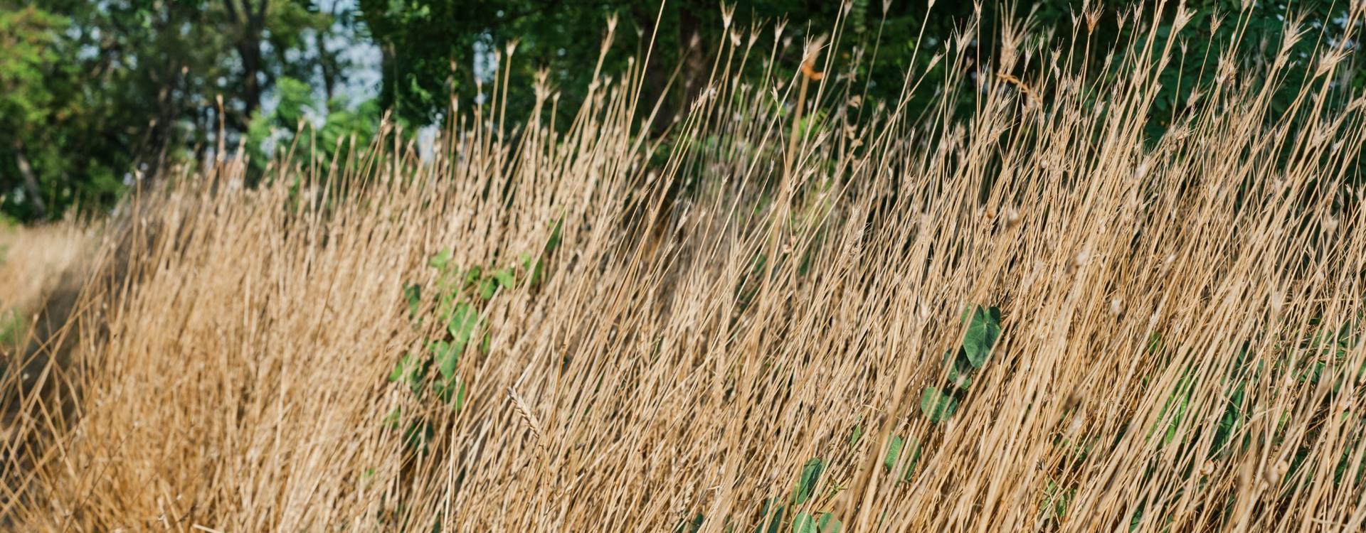 wat-kost-riet-per-m2