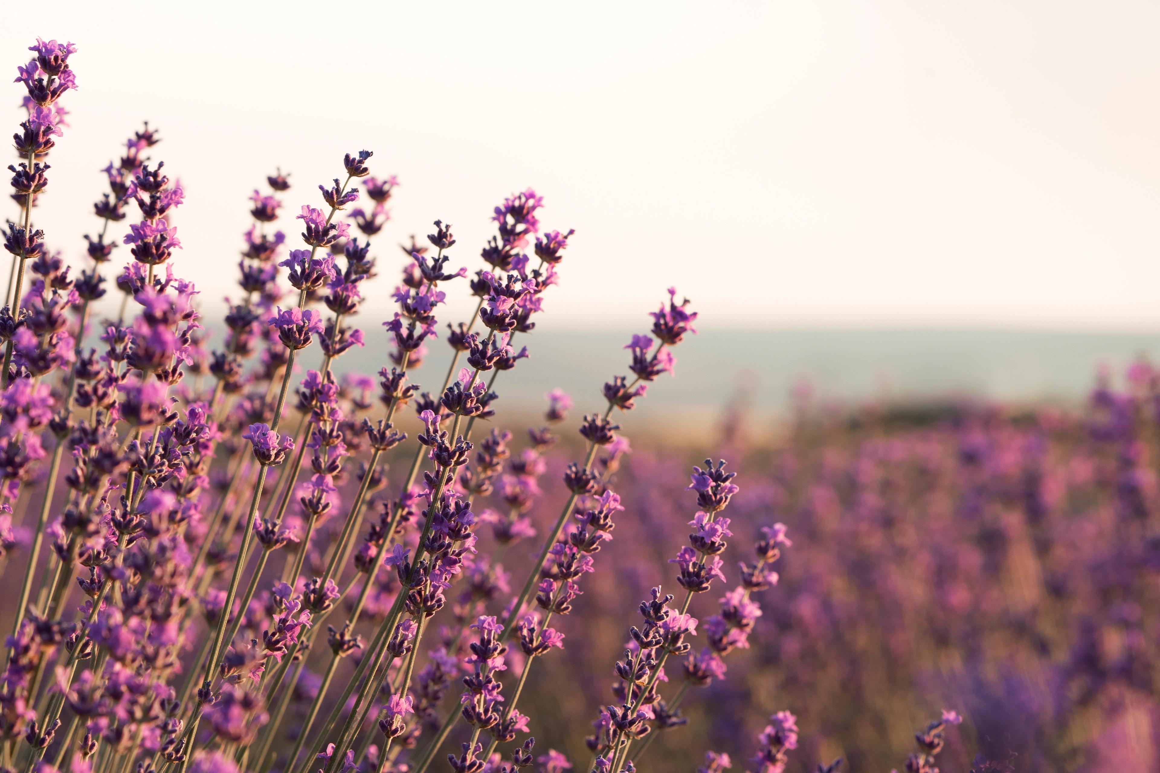 Lavendel uit de Provence, een uitvaart met een zintuigelijke belevenis