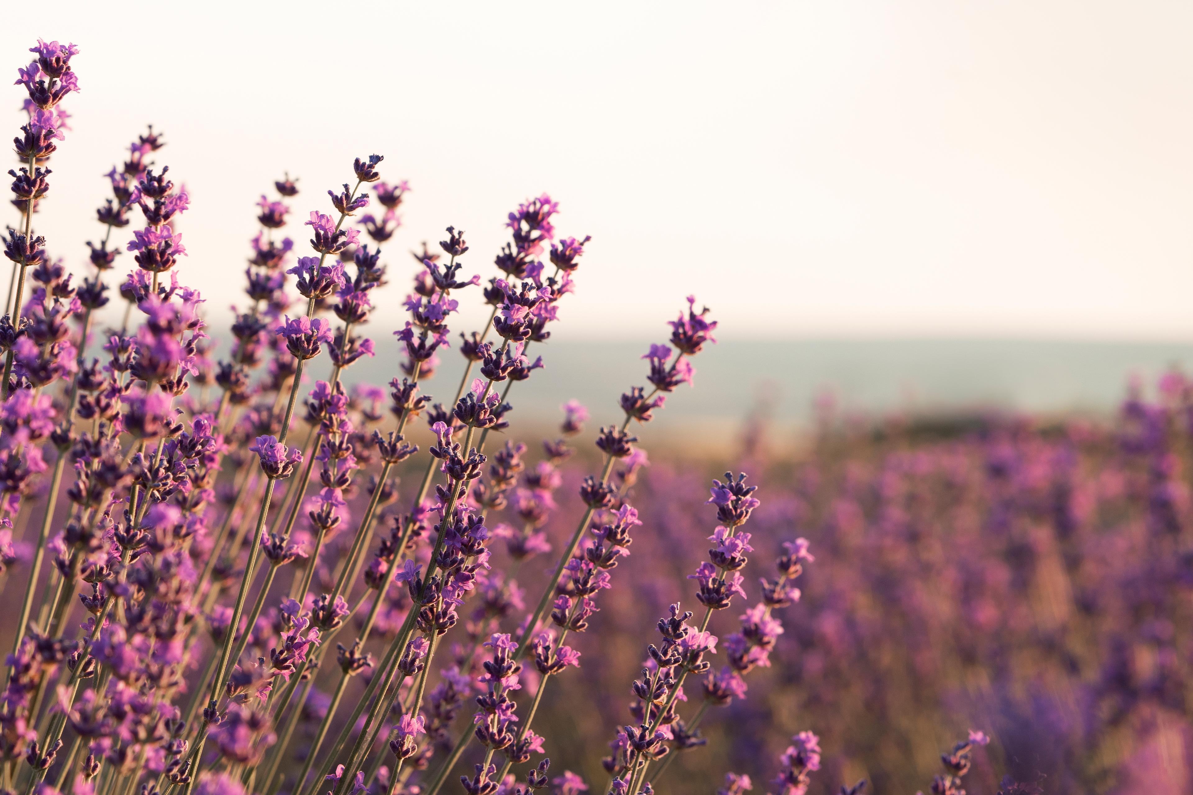 Lavendel uit de Provence, een uitvaart met een zintuigelijke belevenis