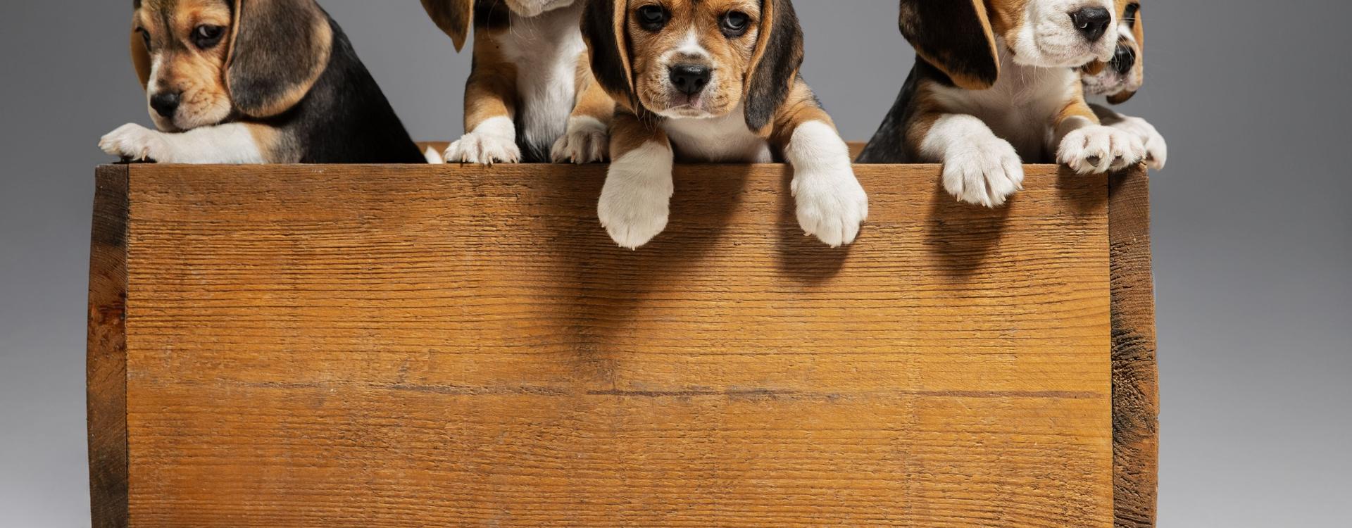 beagle-welpen-holzkiste-tierfotografie-preise