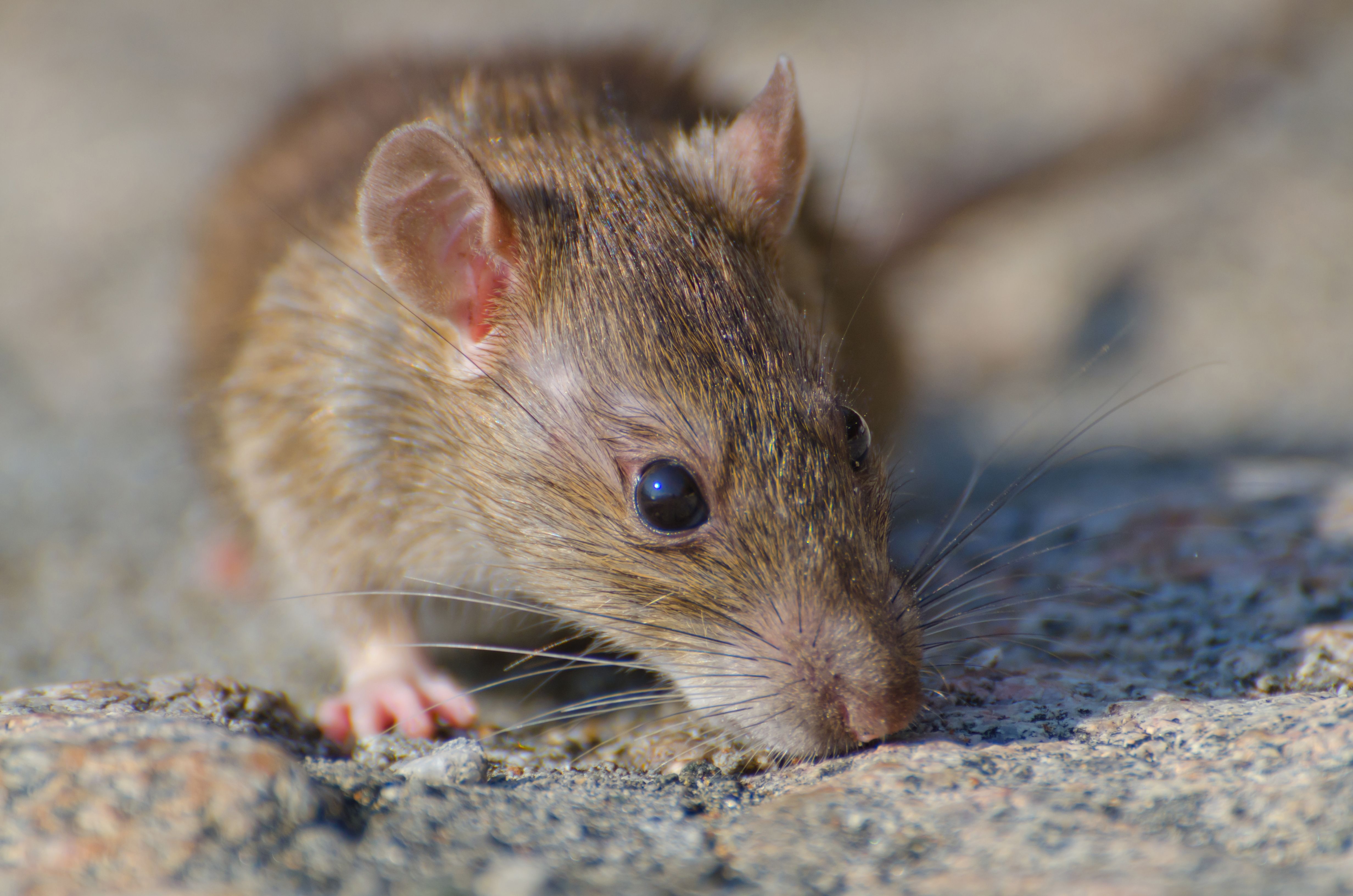 Rattenoverlast groeit: één op de acht ongediertebestrijding-aanvragen gaat nu over ratten