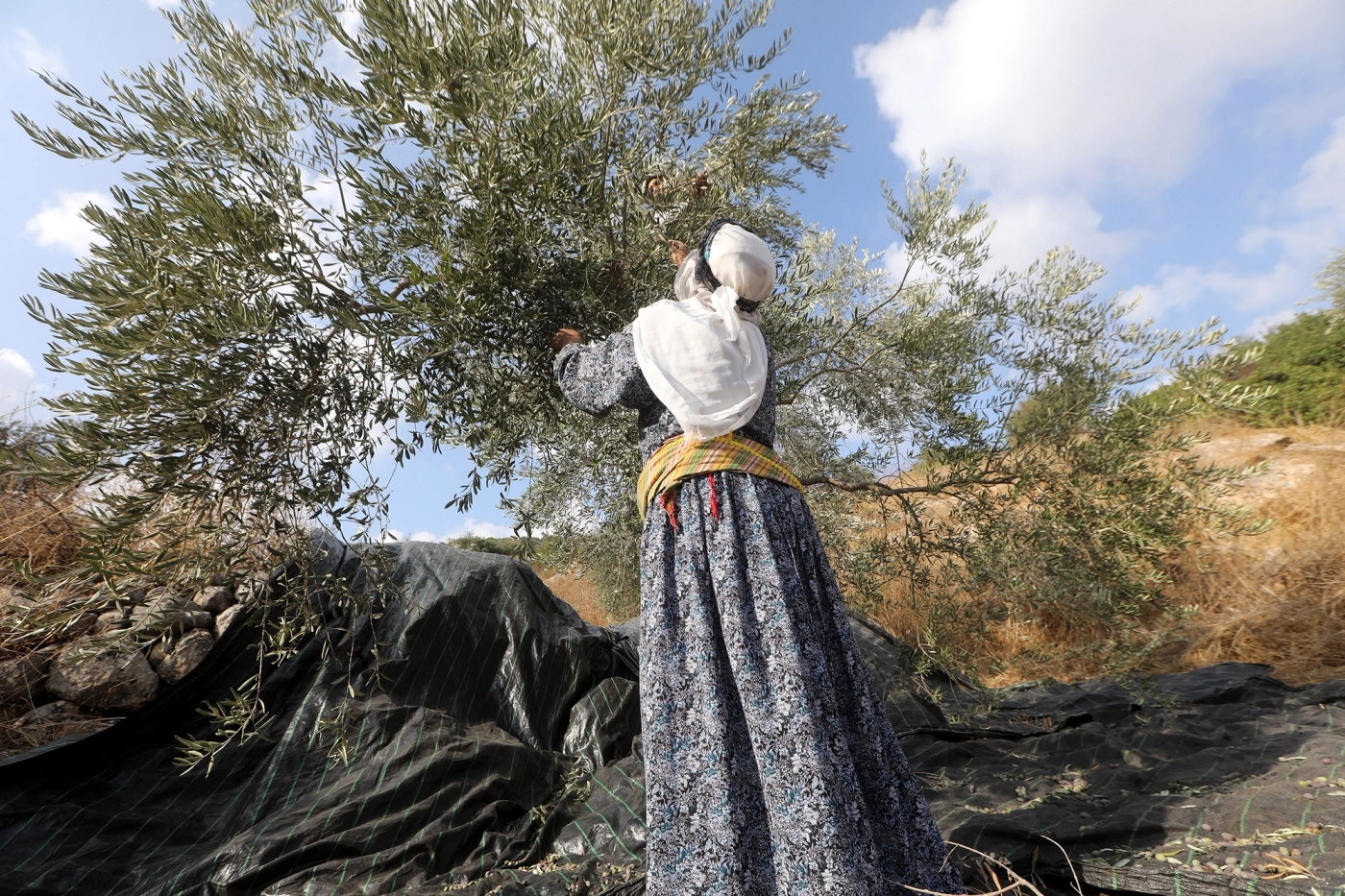 Google SERP Results on "Palestine Olive Harvest" 