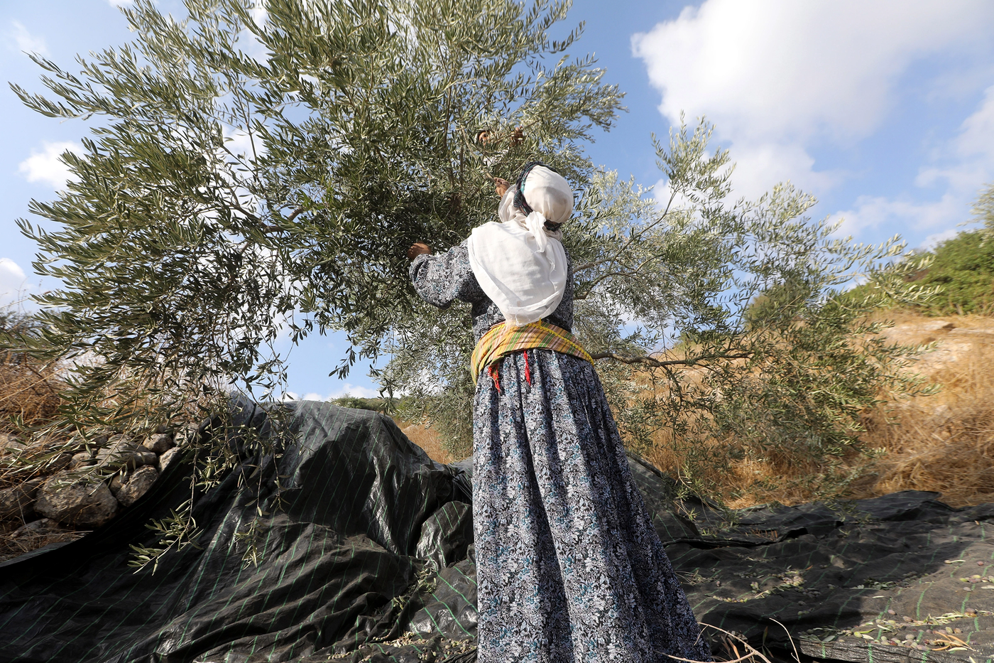 Google SERP Results on "Palestine Olive Harvest"