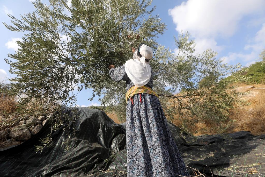Google SERP Results on "Palestine Olive Harvest"