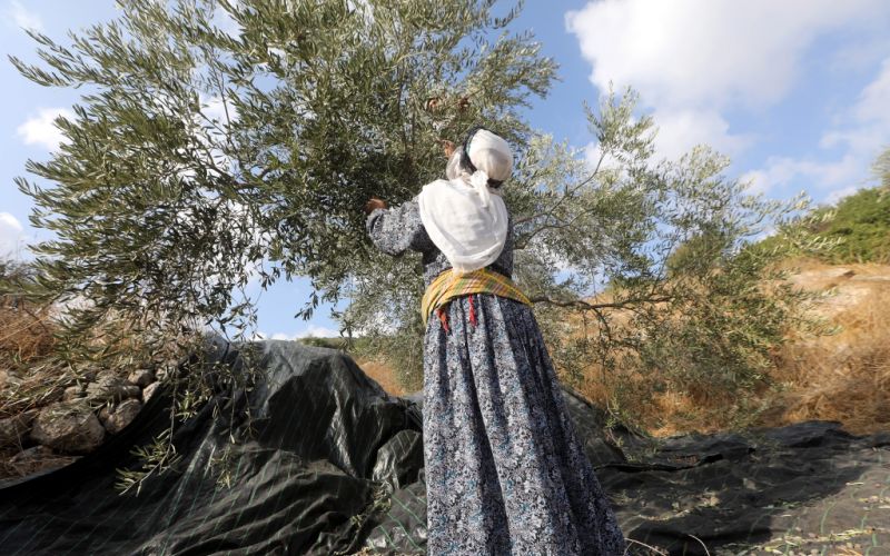 Google SERP Results on "Palestine Olive Harvest"