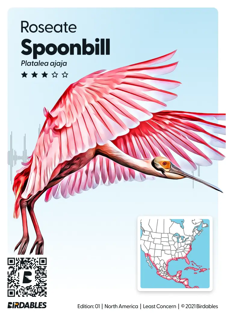 Roseate Spoonbill card showing the bird in flight, a three of five rarity rating, a call waveform and a range map