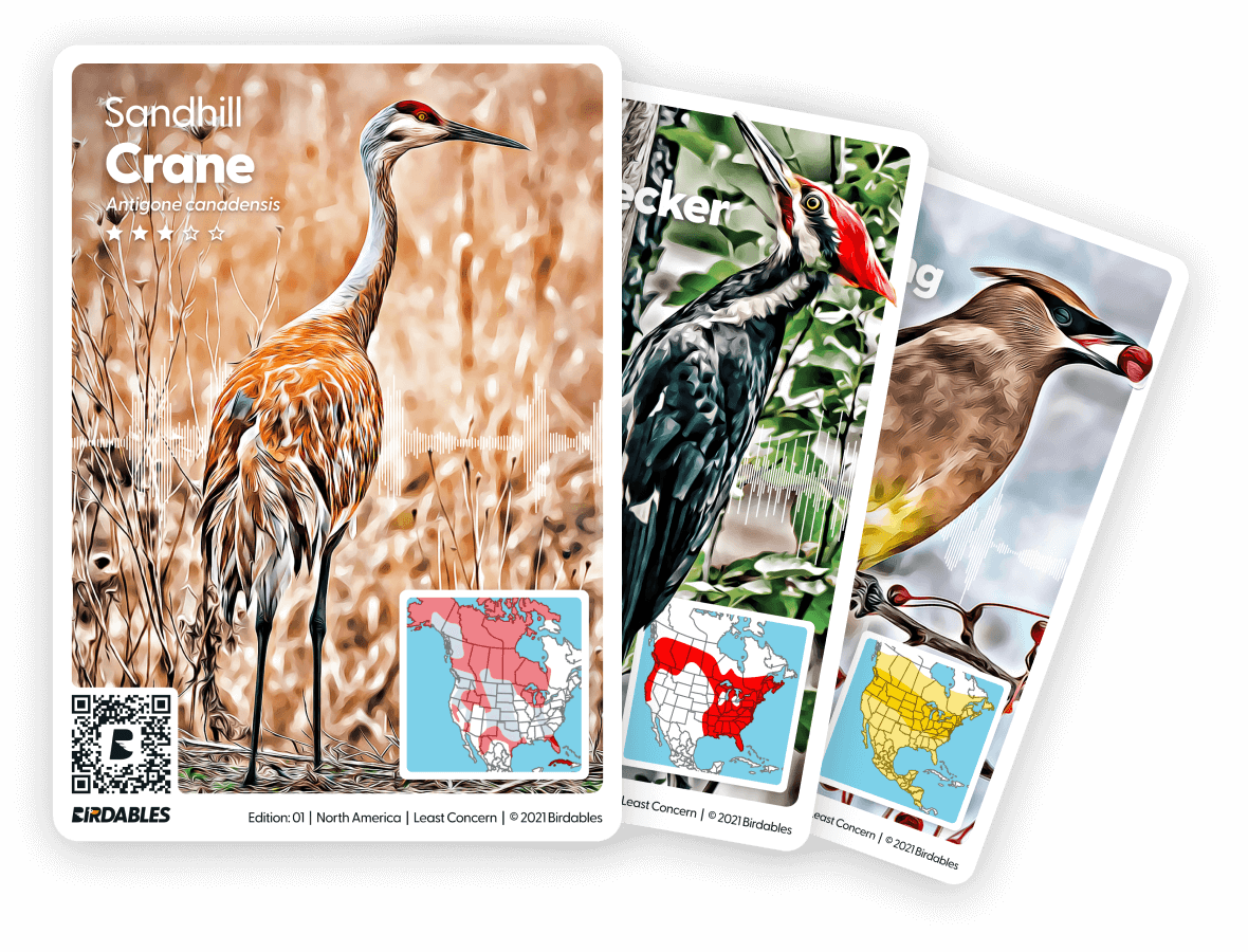 Sandhill Crane, Pileated Woodpecker and Cedar Waxwing cards fanned out in a stack