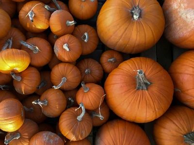 Pumpkin on the low FODMAP diet 🎃 