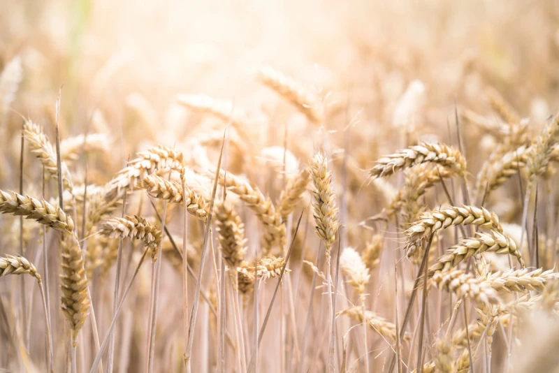 Vete på FODMAP-dieten