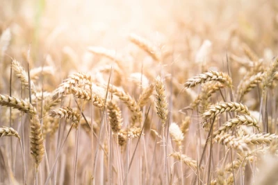 Vete på FODMAP-dieten