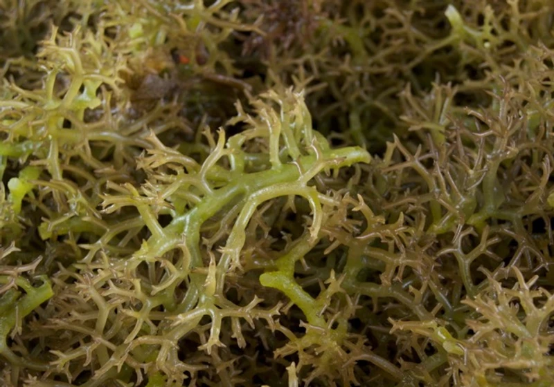 IBS and Carrageenan