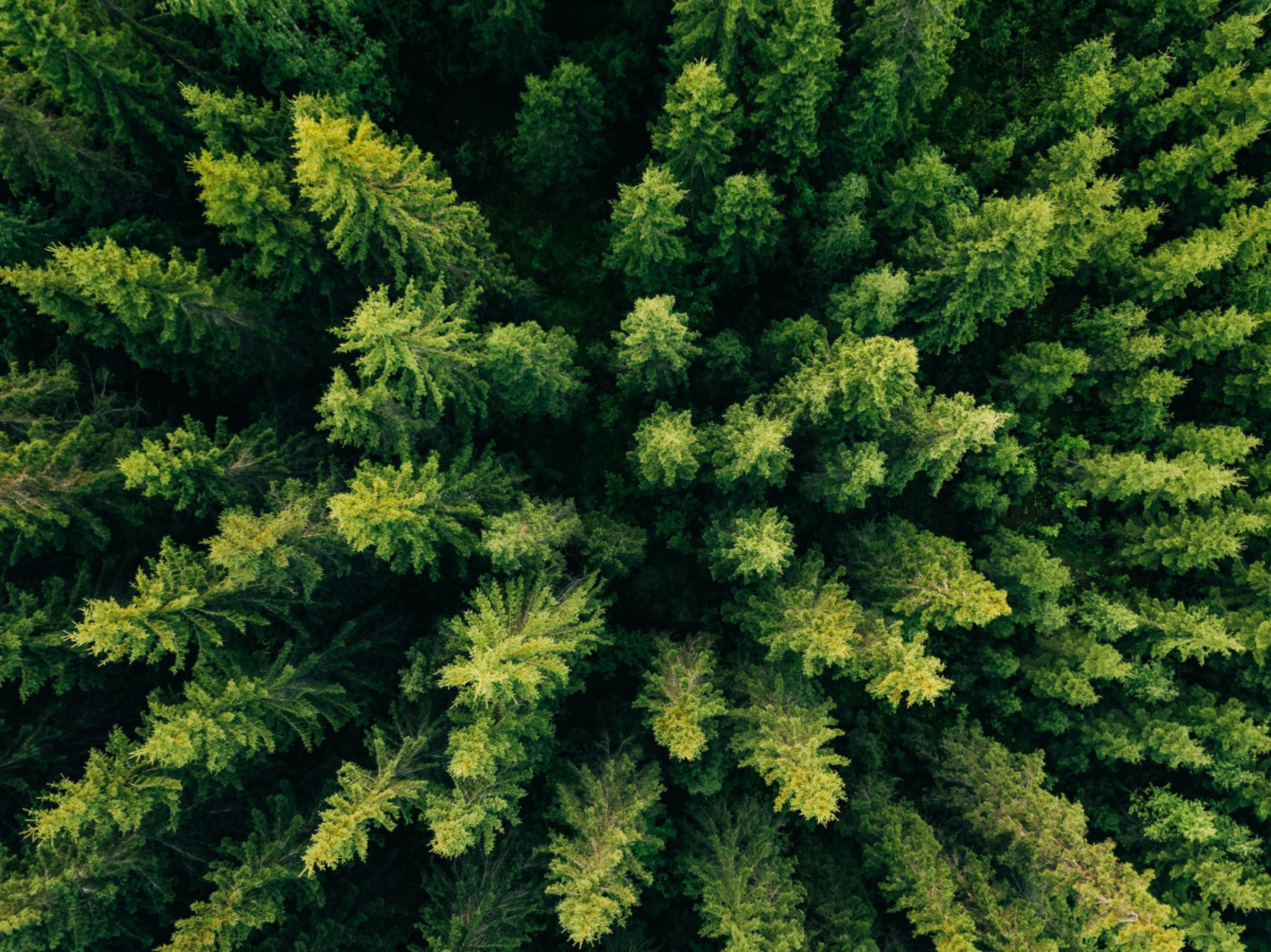 Skog sett ovenfra