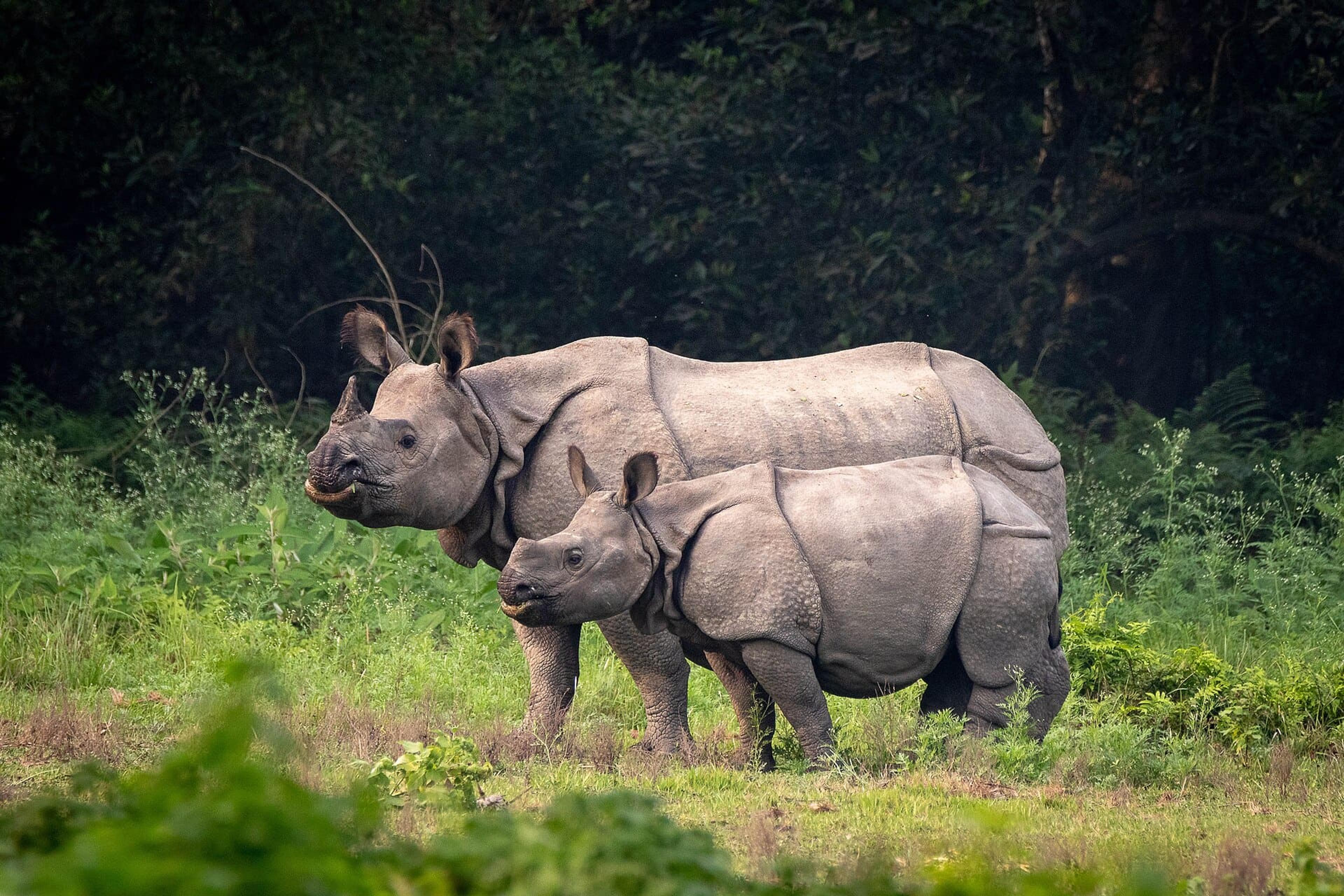 Chitwan Jungle Safari, Nepal
