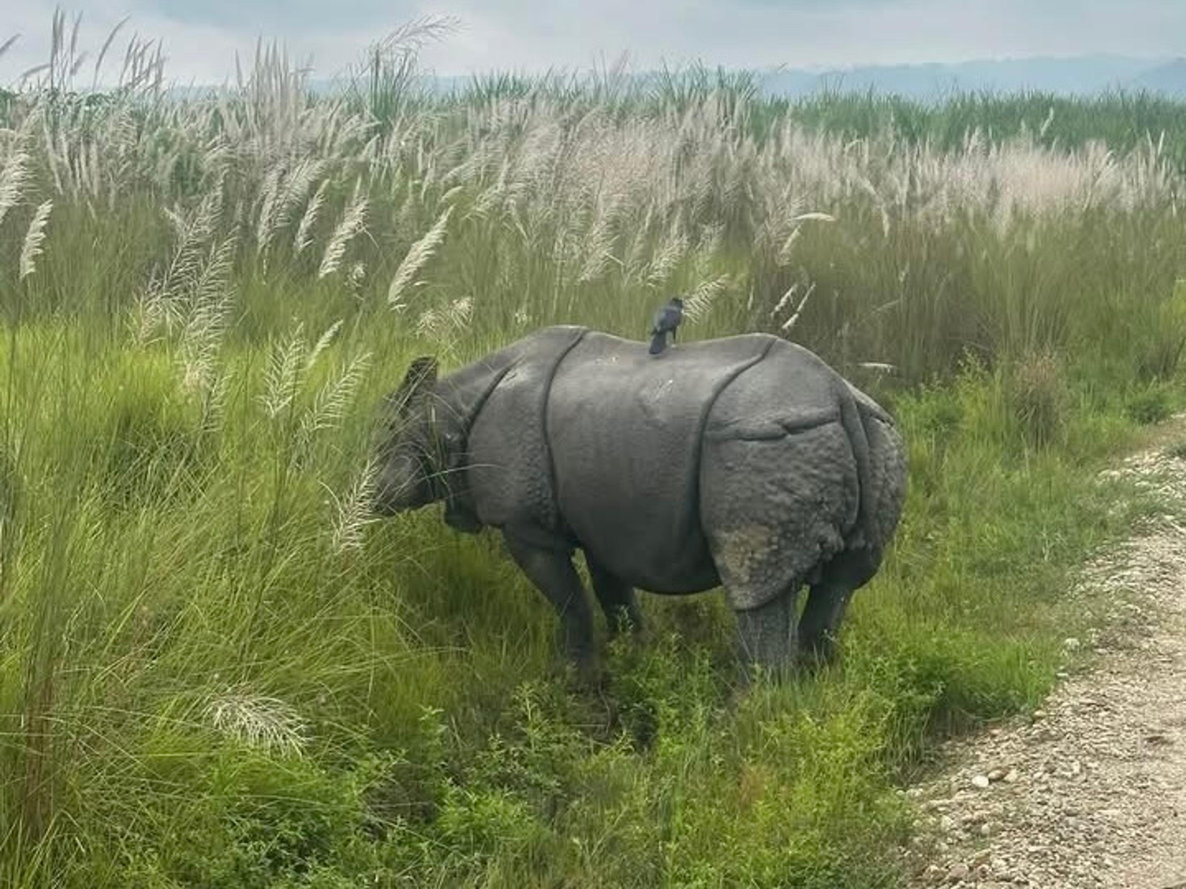 Chitwan Jungle Safari, Nepal