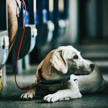 Geleidehond in een trein