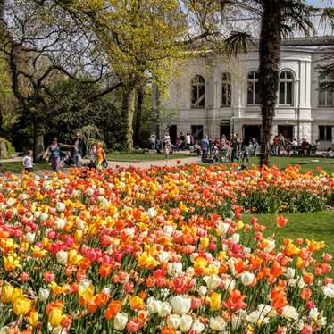 Tulip displays at Artis Zoo in Amsterdam