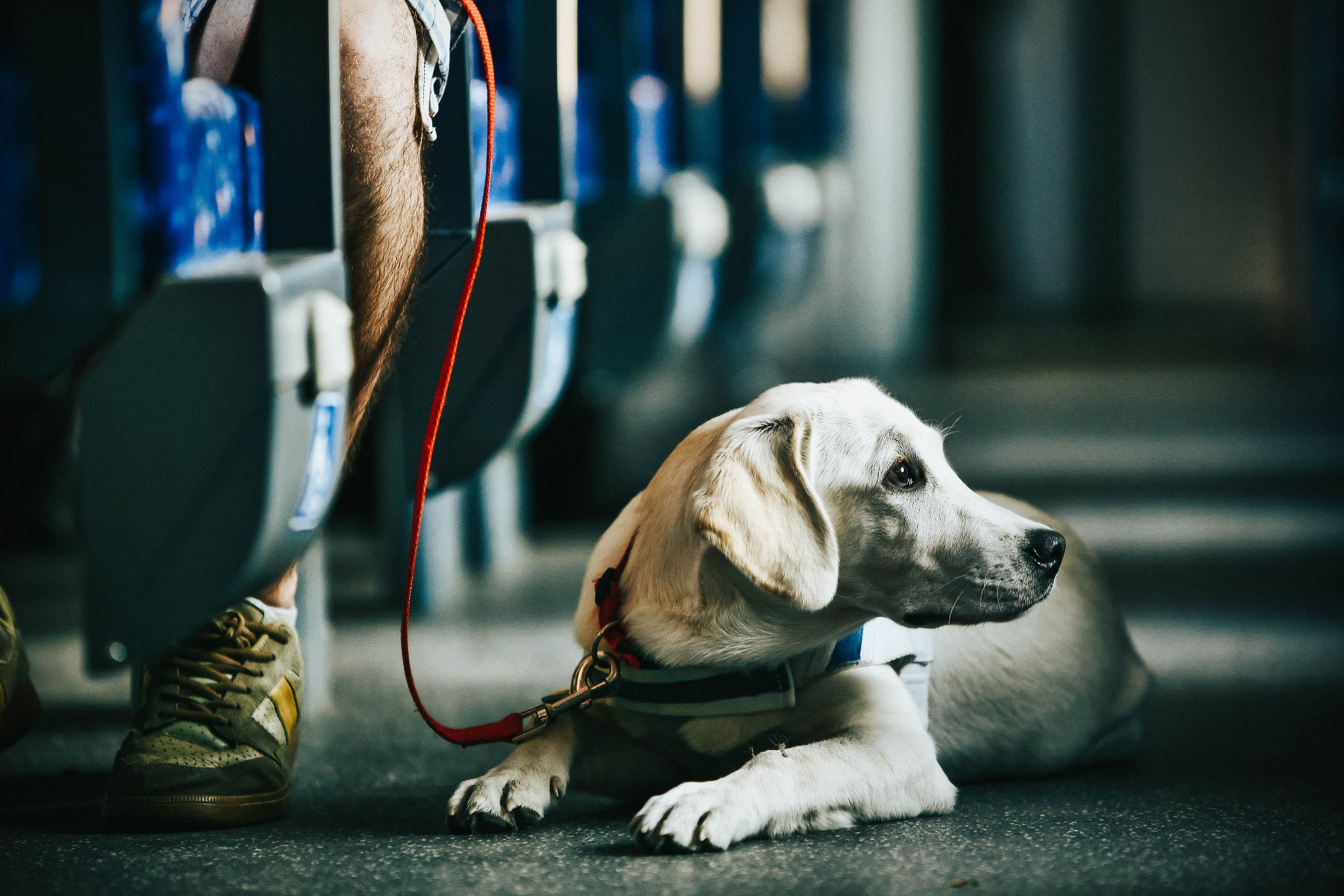 Chien guide d'aveugle en laisse dans le train