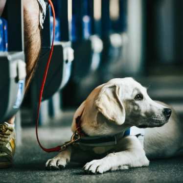 Chien guide d'aveugle en laisse dans le train