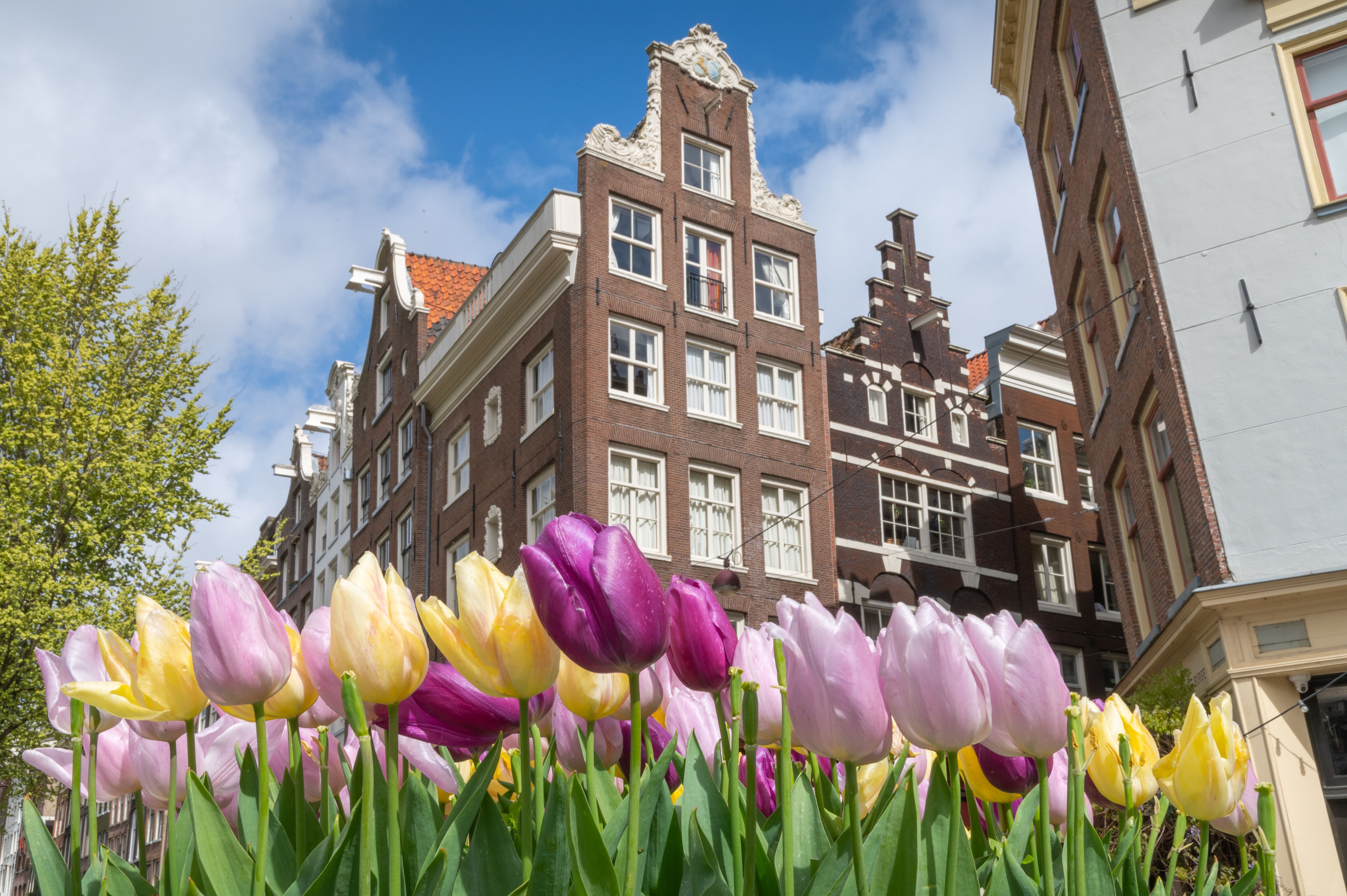 Low angle view of tulips and Amsterdam houses