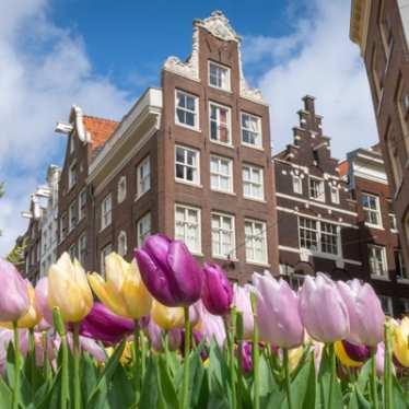 Low angle view of tulips and Amsterdam houses