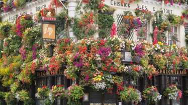 De gevel van The Chiswick Arms pub versierd met bloemen