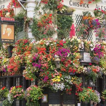 De gevel van The Chiswick Arms pub versierd met bloemen