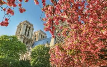 Notre Dame and cherry blossoms on a sunny spring day