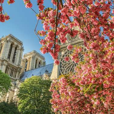 Notre Dame and cherry blossoms on a sunny spring day