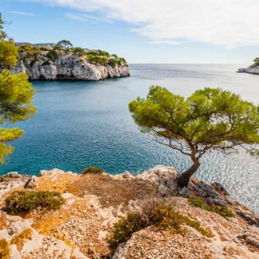 A tree by the sea in the South of France