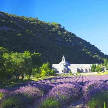 A view across the lavender fields of Avignon in summer.