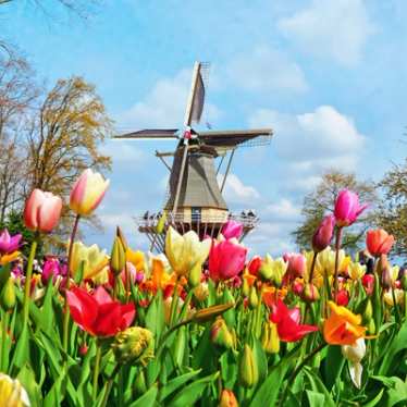 Enjoy the beauty of the Tulip Festival